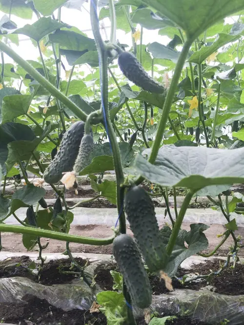 Насіння огірка Аристократ F1, 10 шт, Nong Woo Bio, Корея, Насіння Pro seeds 4