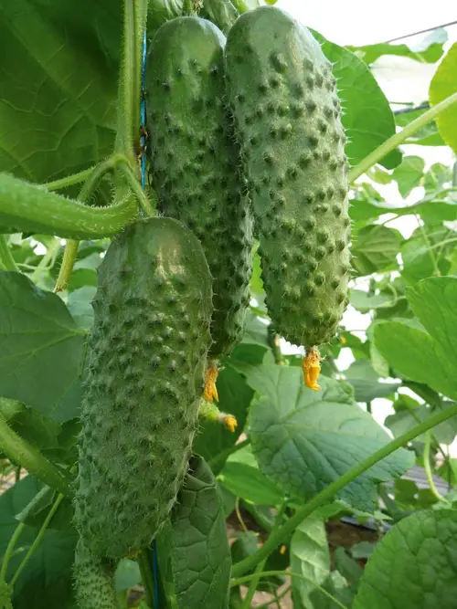 Насіння огірка Артист F1, 10 шт, Bejo, Голландія, Насіння Pro seeds 3