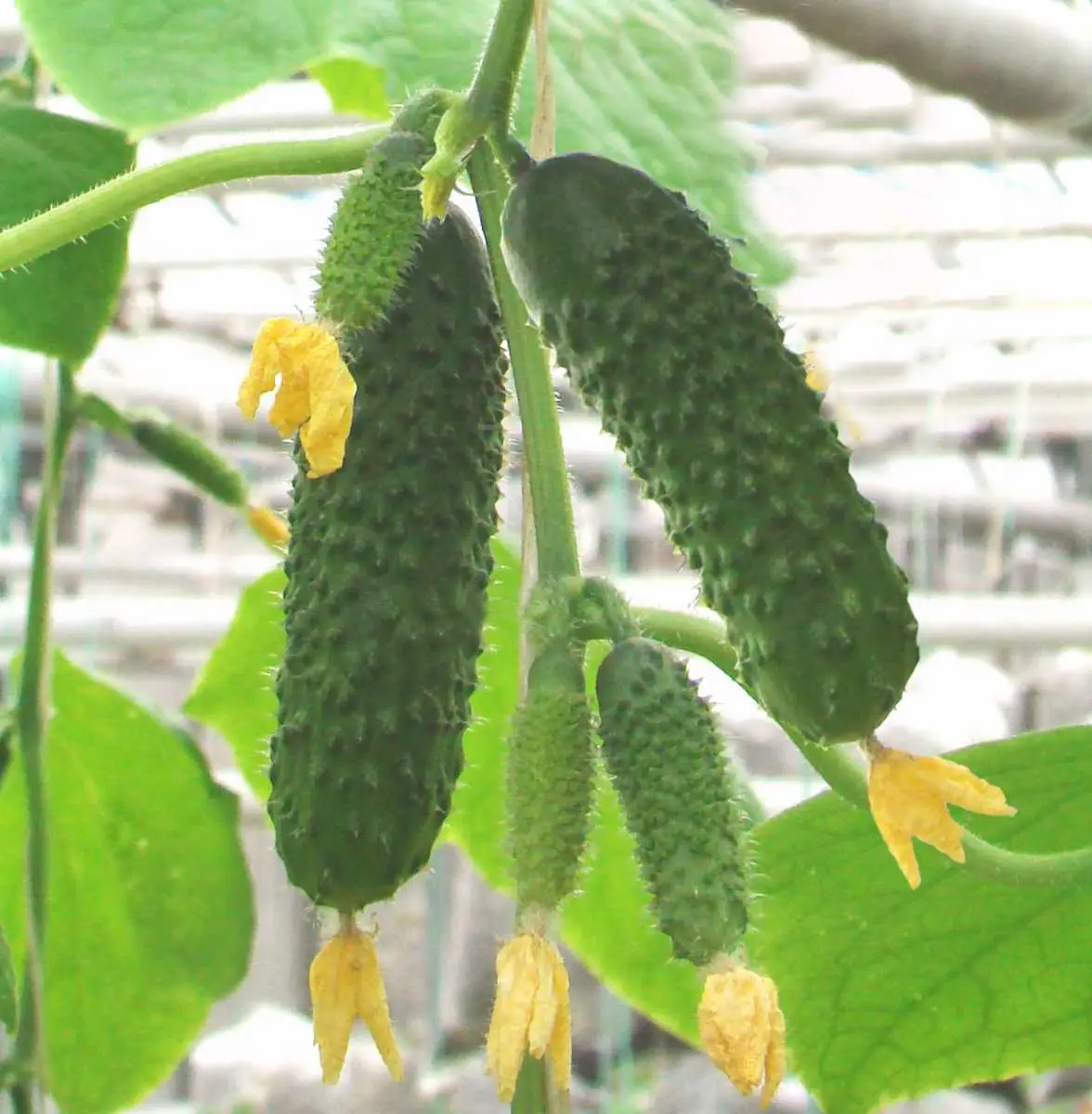 Насіння огірка Артист F1, 10 шт, Bejo, Голландія, Насіння Pro seeds 4