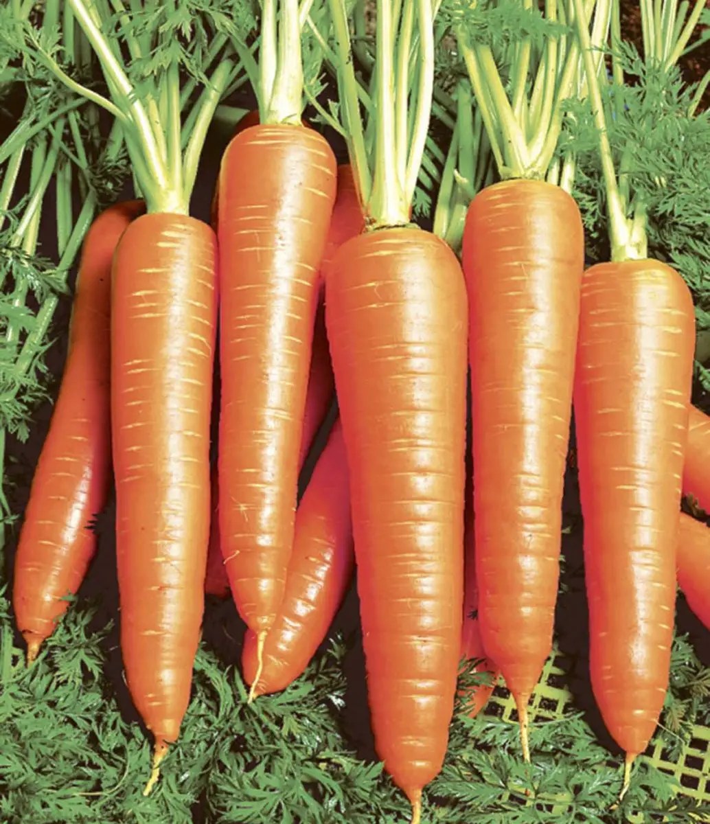 Насіння моркви Віта Лонга, 1г, Bejo, Голландія, Насіння Pro seeds 2