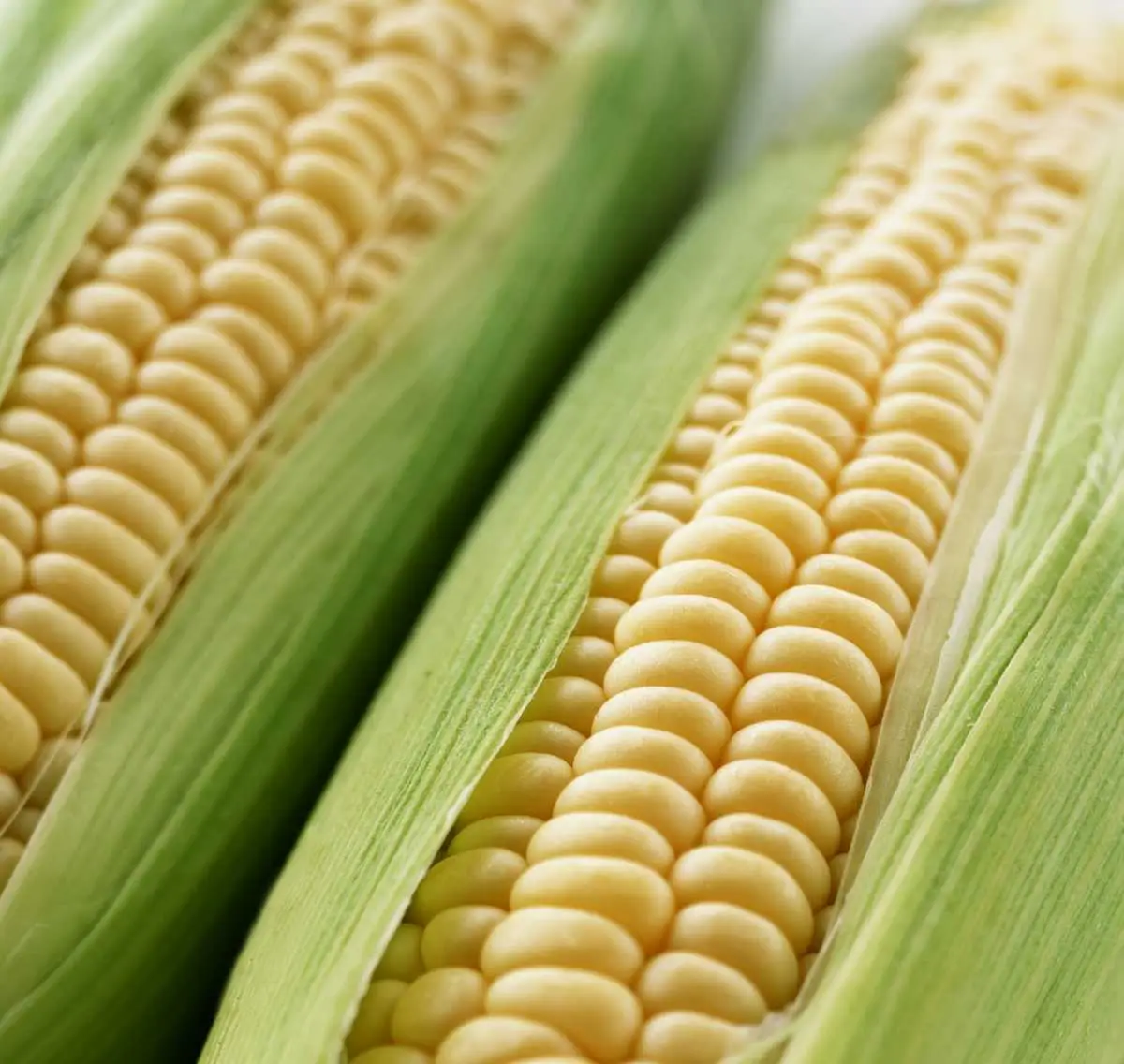 Насіння кукурудзи Оверленд F1, 20шт, Syngenta, Голандія, Насіння Pro seeds 3