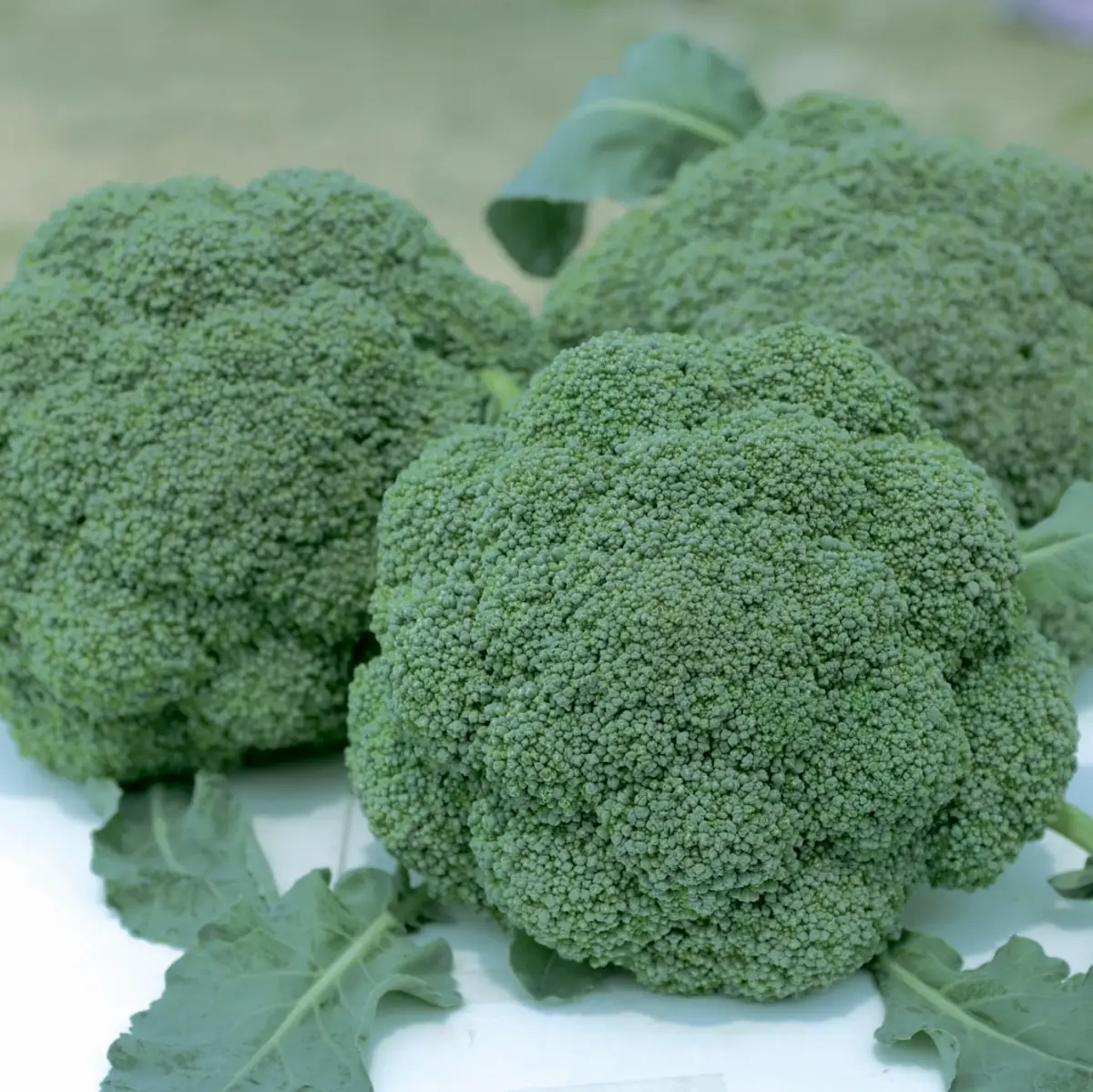 Насіння капусти брокколі Баро Стар F1, 20 шт, Nong Woo Bio, Корея, Насіння Pro seeds 2