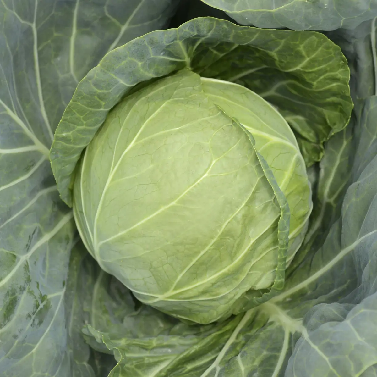 Насіння капусти б/к Аліна F1, 20 шт, Nong Woo Bio, Корея, Насіння Pro seeds 2