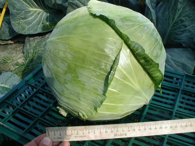 Насіння капусти б/г Бригадир F1, 20 шт, Clause, Франція, Насіння Pro seeds 3