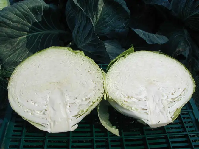 Насіння капусти б/г Бригадир F1, 20 шт, Clause, Франція, Насіння Pro seeds 4