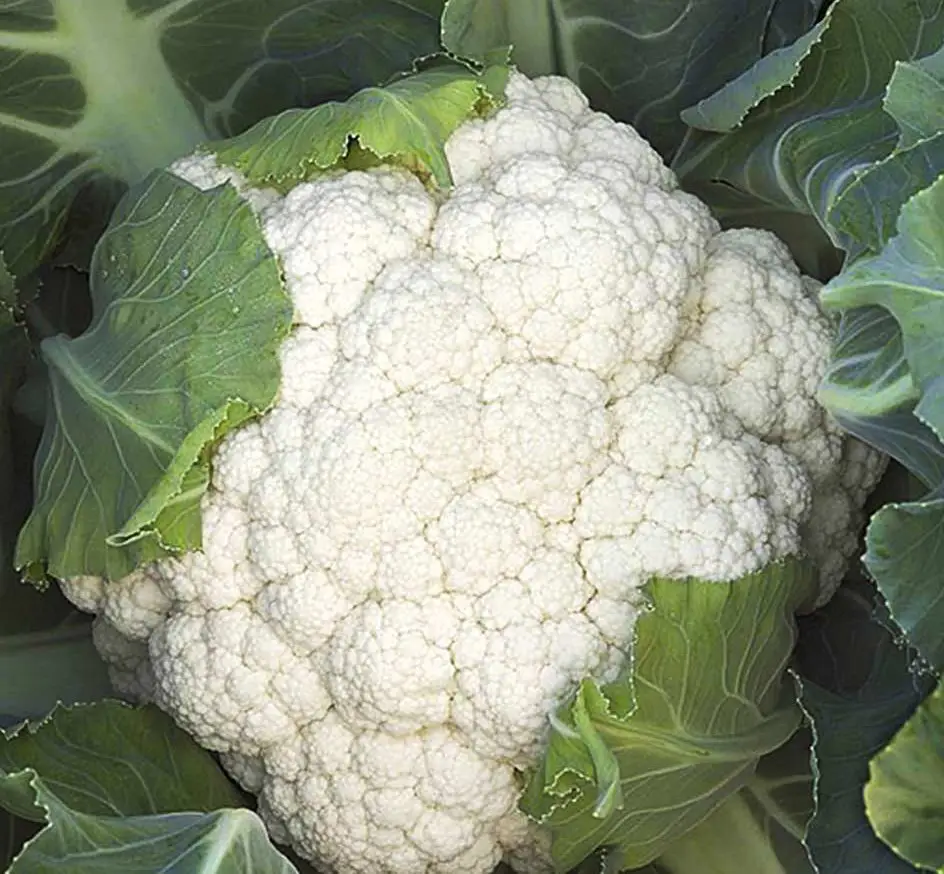 Насіння капусти Опал, 20шт, Rijk Zwaan, Голландія, Насіння Pro seeds 2