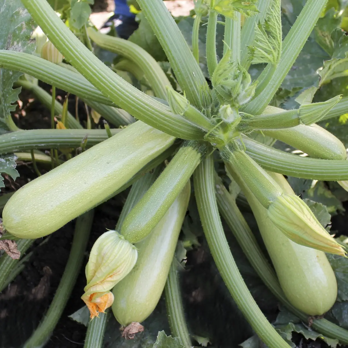 Насіння кабачка Ангеліна F1, 5 шт, Syngenta, Голландія, Професійне насіння 2