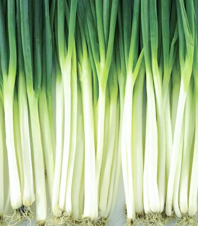 Насіння цибулі на перо Вінтер Сільвер, 200шт, Nong Woo Bio, Південна Корея, Насіння Pro seeds 2