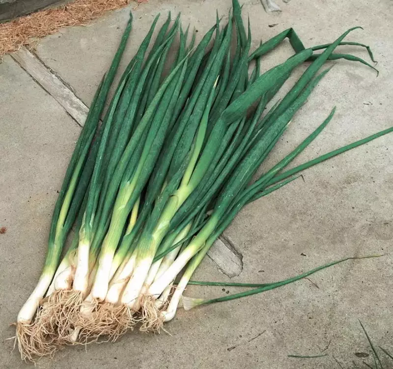 Насіння цибулі на перо Вінтер Сільвер, 200шт, Nong Woo Bio, Південна Корея, Насіння Pro seeds 3