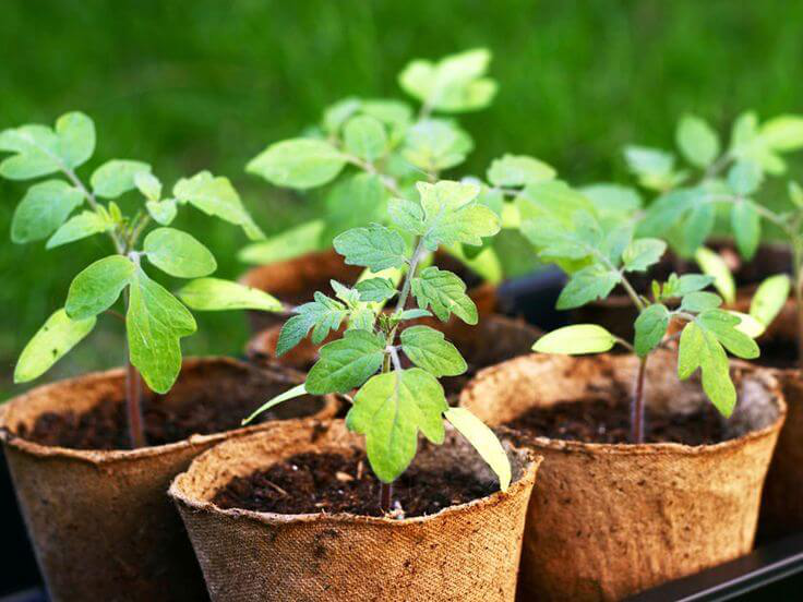 Стаканчик торфяний круглий Jiffy (Джиффі), 8x8см, 10шт, TM ROSLA (Росла) 3