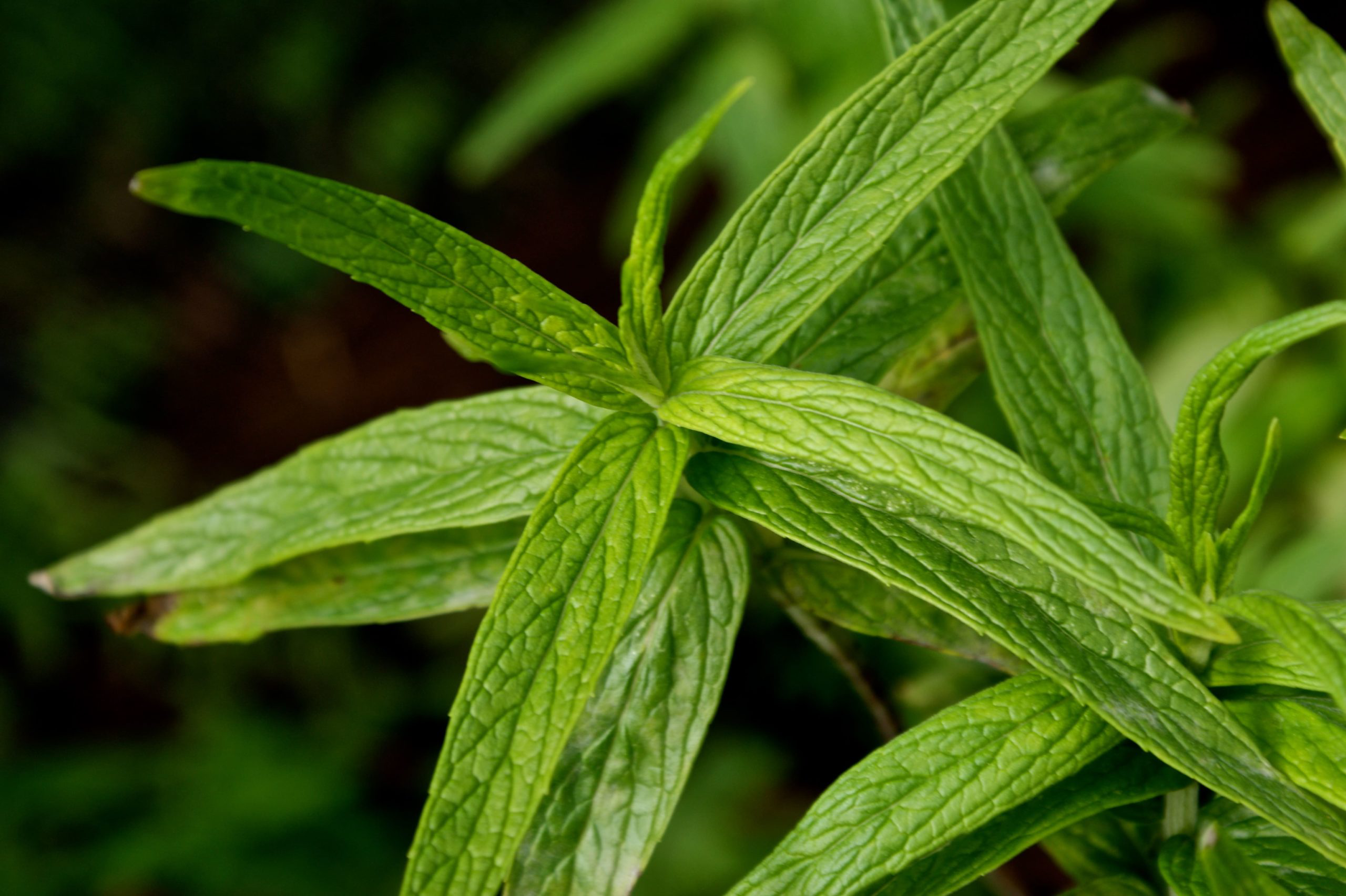 Насіння м'яти длиннолистной, 0.05 г, Hem, Голландія, Леда Агро 2