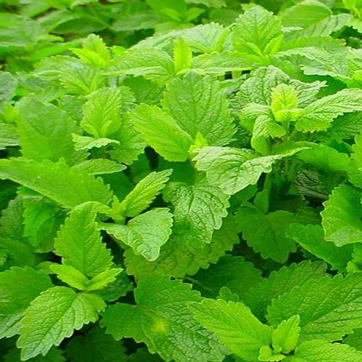 Насіння меліси Лимонний бальзам, 0.1г, Hem, Голландія, насіння Леда Агро 2