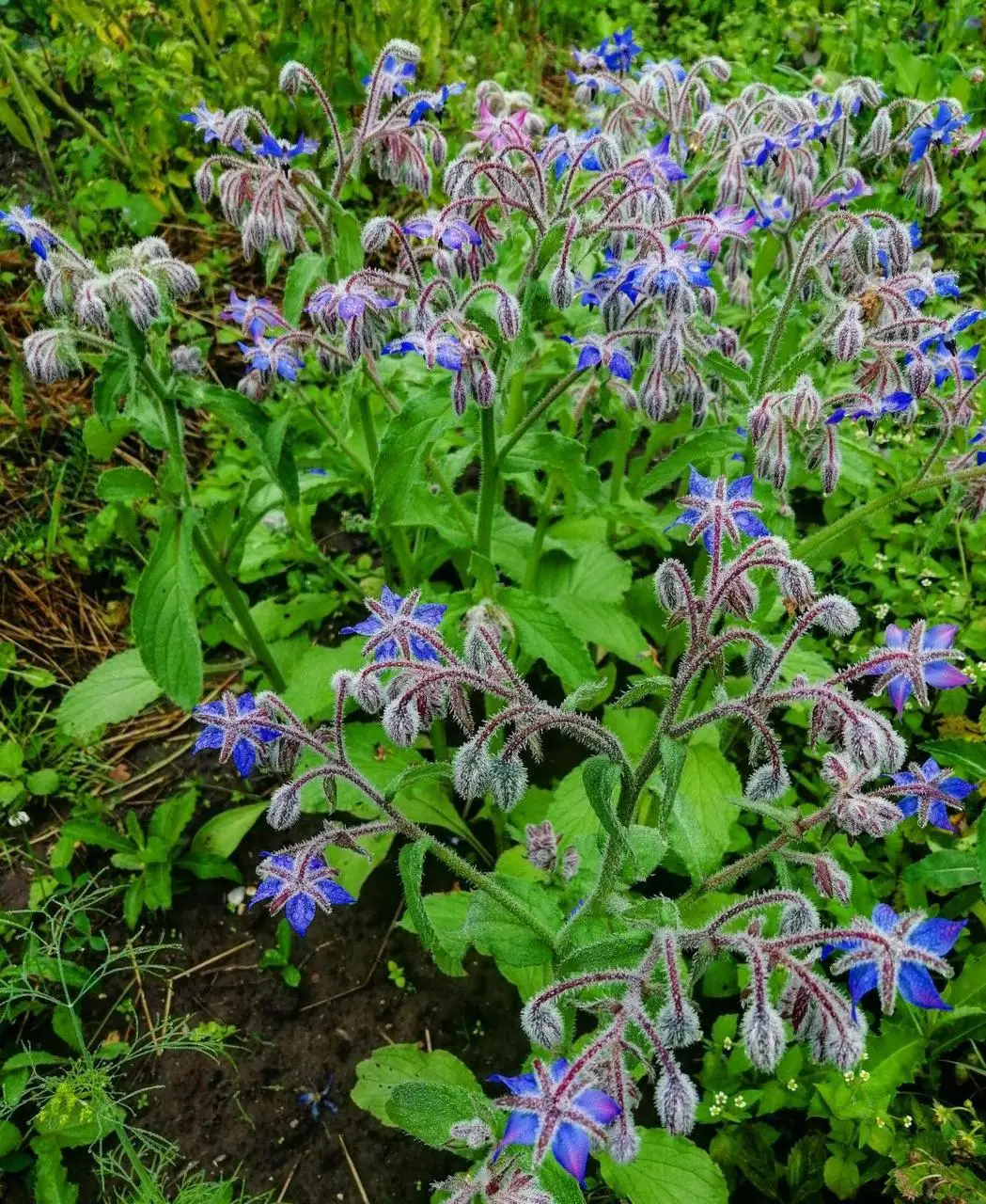 Насіння Бораго (огіркова трава), 1г, Hem, Голландія, насіння Леда Агро 2