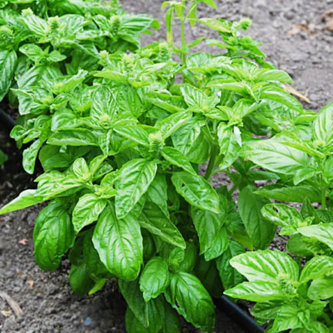 Насіння базиліка зеленого Лімонетте, 0.5г, Hem, Голландія, насіння Леда Агро 2