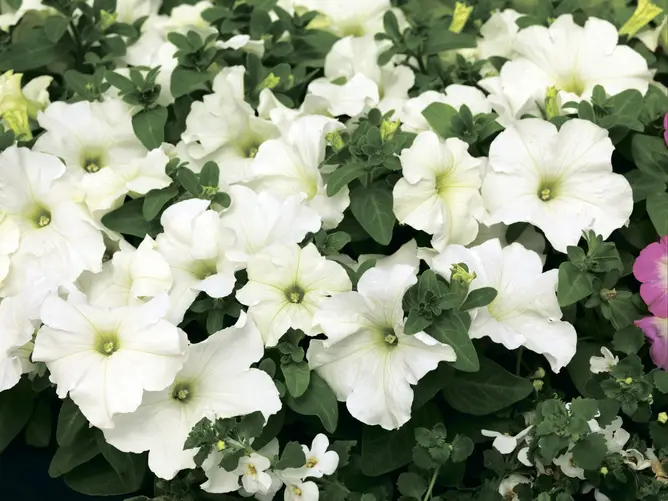 Насіння петунії Браво F1 біла, 20шт, Syngenta, Голандія, Насіння квітів Pro seeds 3