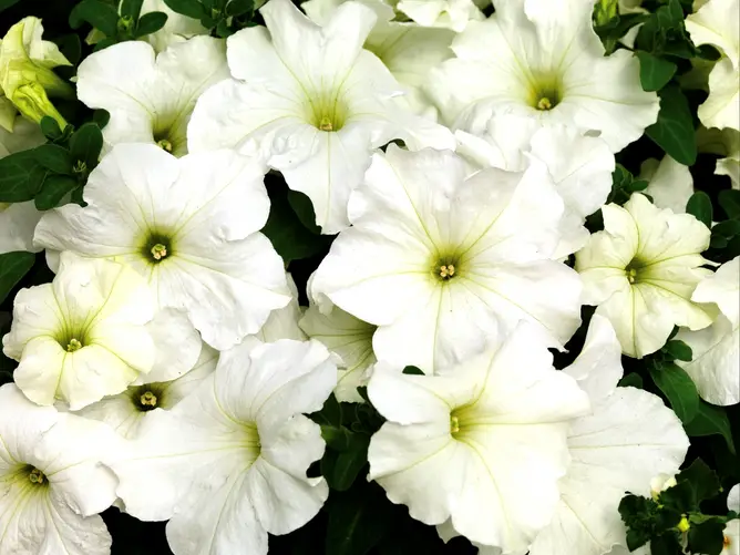 Насіння петунії Браво F1 біла, 20шт, Syngenta, Голандія, Насіння квітів Pro seeds 2