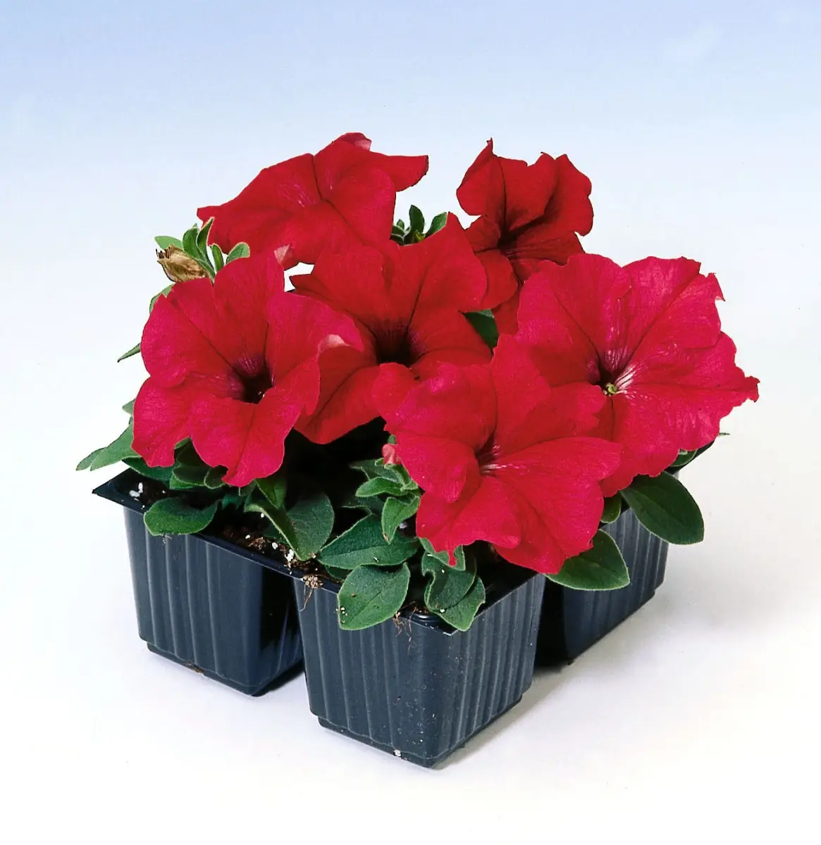 Семена петунии Танго F1 красная, 20шт, Hem, Голландия, Професійне насіння 2