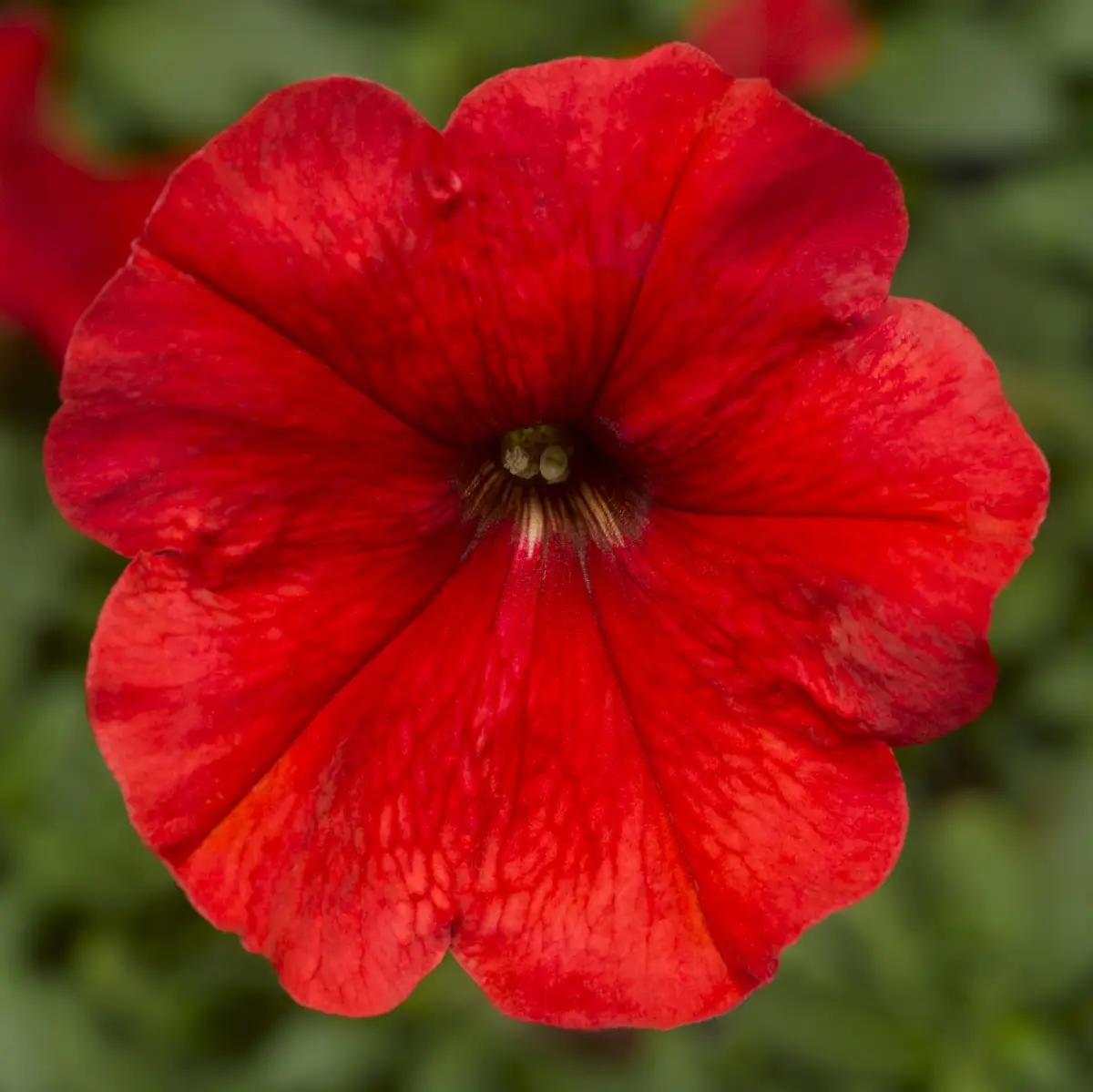 Насіння петунії мультифлора Мамбо червона, 20шт, Hem, Голландія, Насіння квітів Pro seeds 2