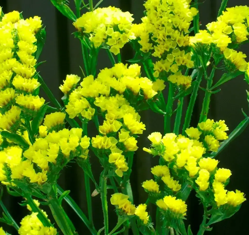 Насіння статиці виїмчатої Золотий берег, 0.1 г, Hem, Голландія, Професійне насіння 3