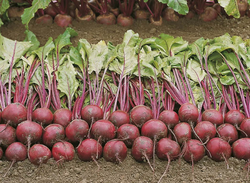 Насіння буряка круглої Пабло, 200шт, Bejo, Голландія, насіння Леда Агро 2