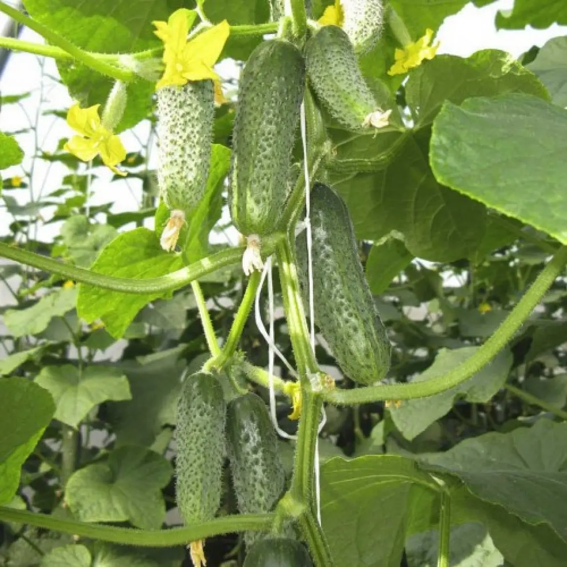 Насіння огірка Кібрія F1, 10шт, Rijk Zwaan, Голландія, насіння Леда Агро 2