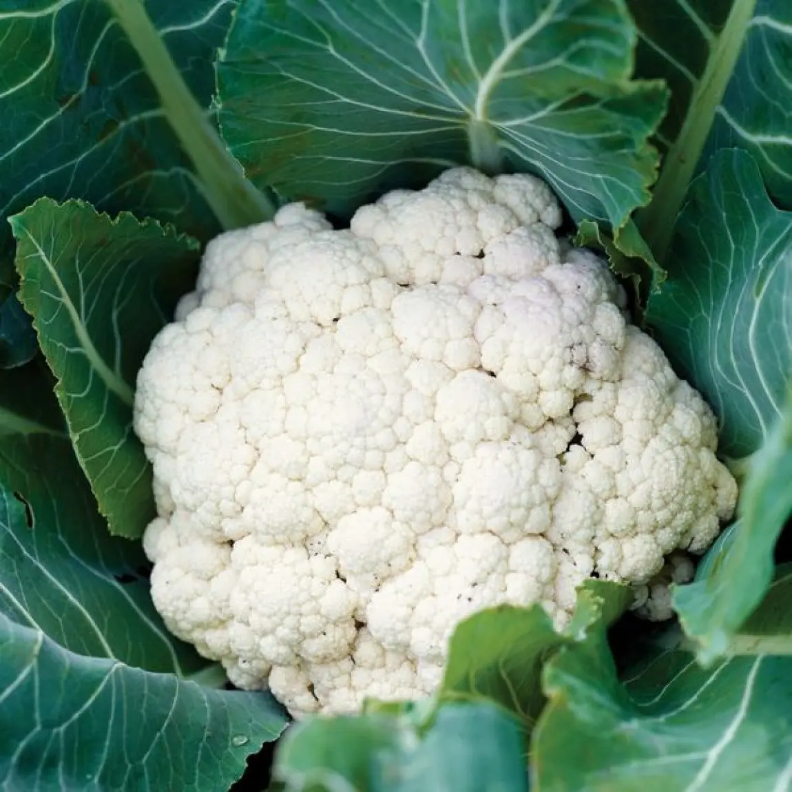 Насіння капусти Опал, 10шт, Rijk Zvaan, Голландія, Леда Агро 2