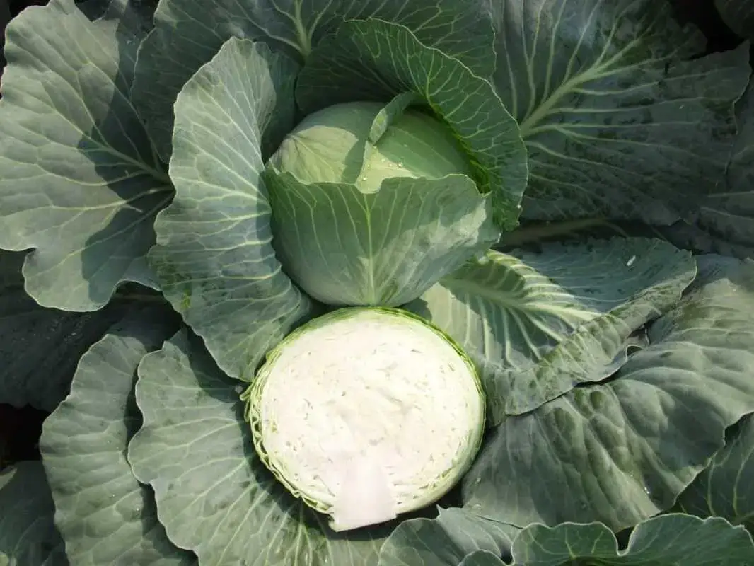 Семена капусты Монро F1, 20шт, Sakata, Япония, семена Леда Агро 2