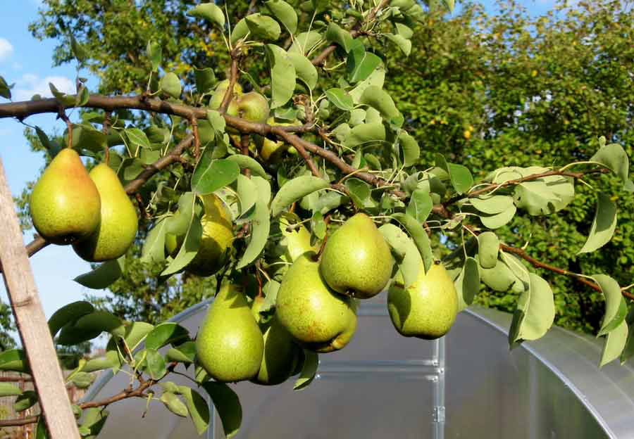 Комплексне мінеральне добриво Plantafol (Плантафол +) NPK 5.15.45, для дозрівання плодів, 25 г, Valagro (Валагро) 2