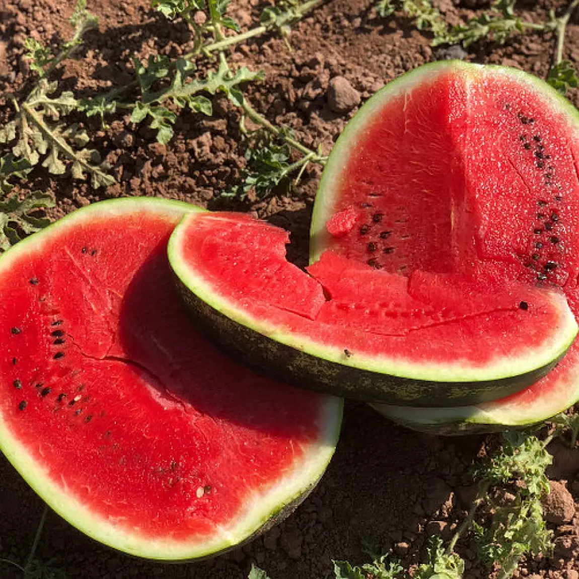 Насіння кавуна Хилон F1, 5шт, Yuksel, Туреччина, насіння Леда Агро 2