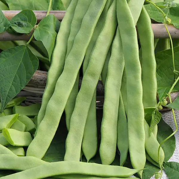 Насіння квасолі Хельда, 15шт, Graines Voltz, Леда Агро 3