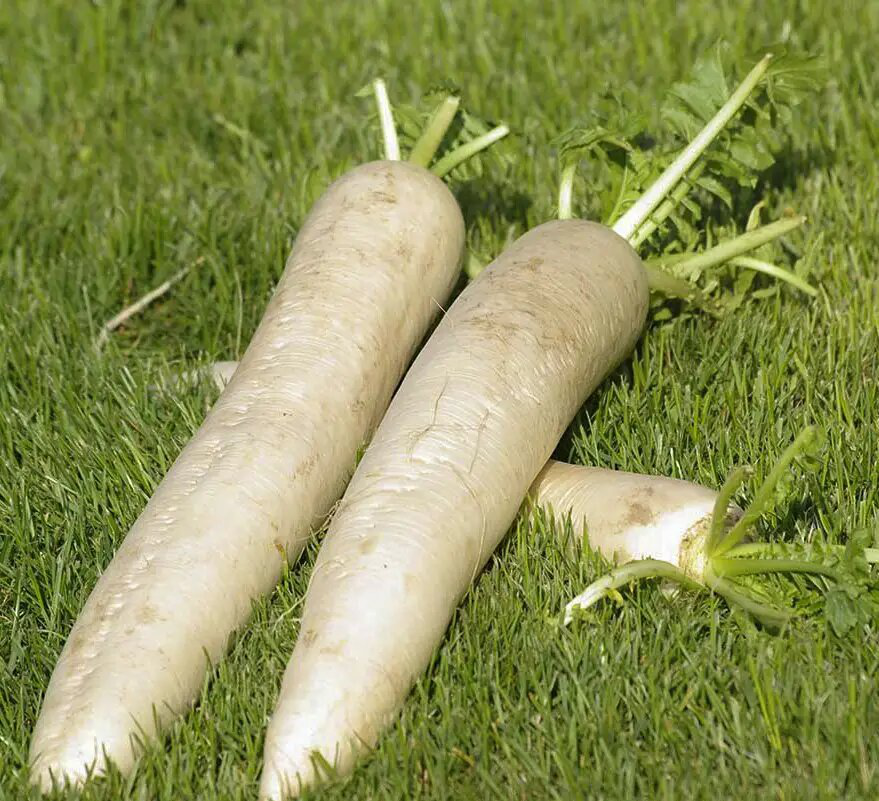 Насіння редьки Дайкон японської Ерлі Лорг Вайт F1, 20шт, Nong Woo Bio, Корея, Насіння Pro seeds 2