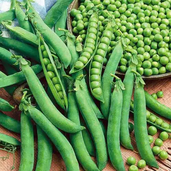 Насіння гороху овочевого Альфа, 100г, Україна, насіння Садиба Центр Традиція 2