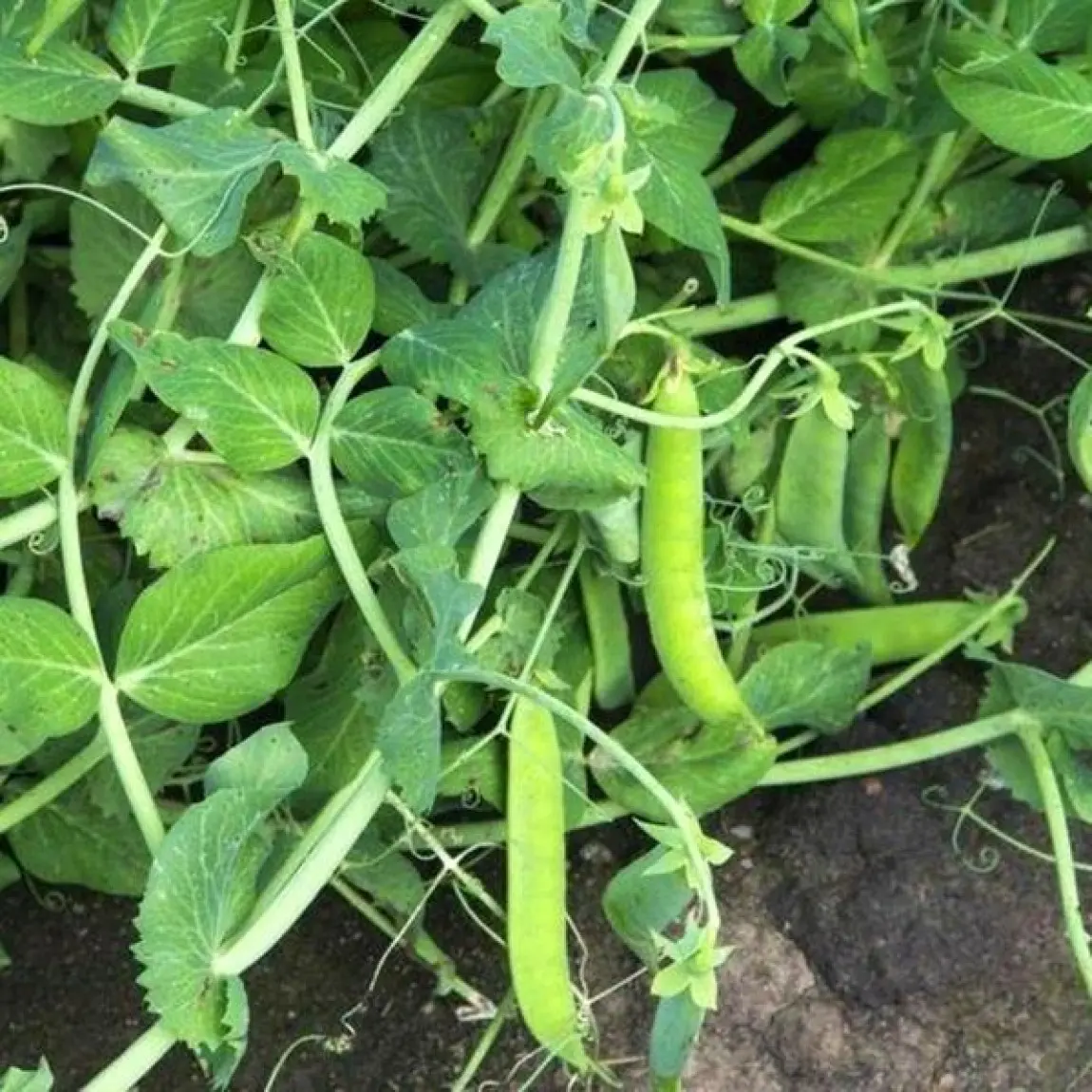 Насіння гороху овочевого Рада, 100г, Україна, насіння Садиба Центр 2