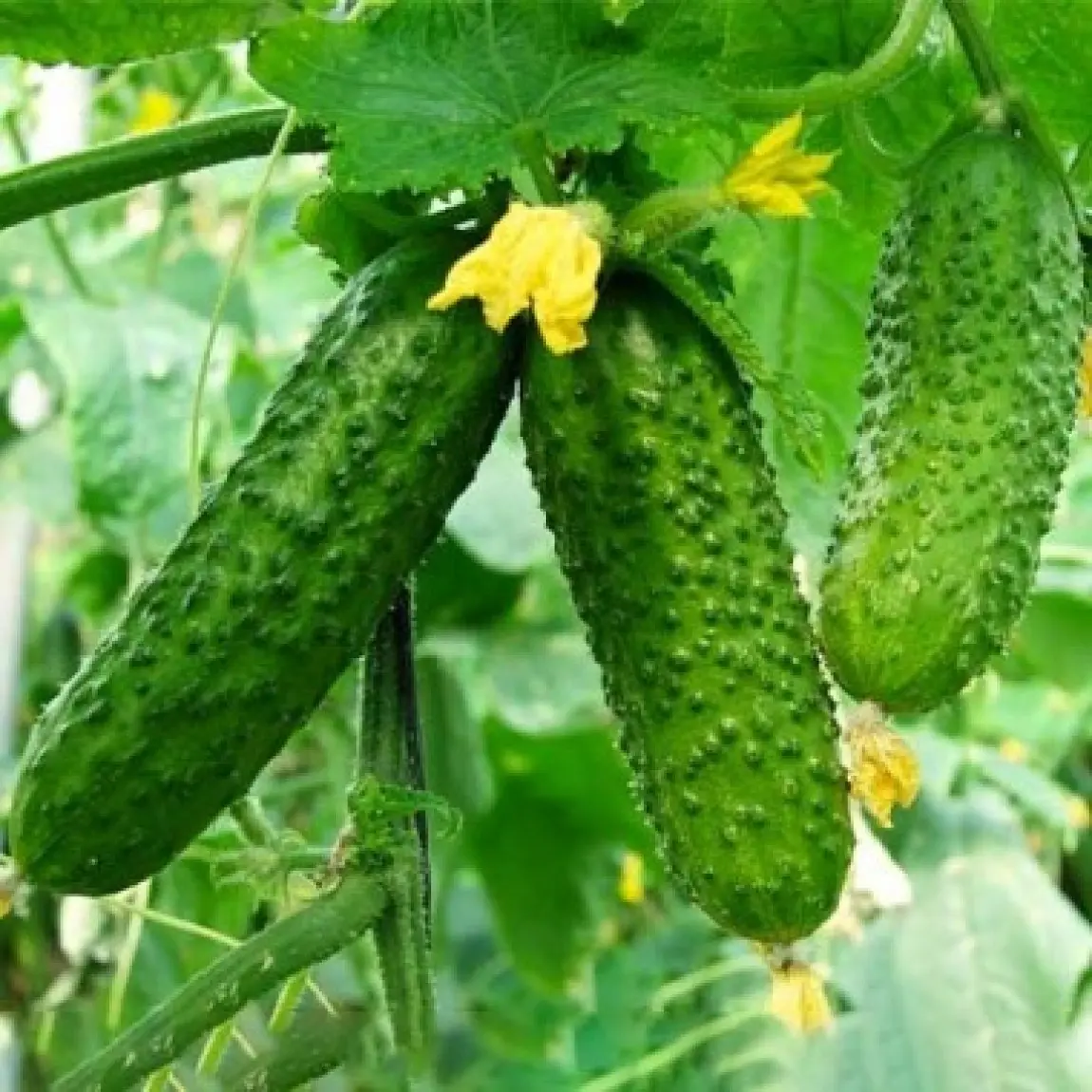 Насіння огірка Амур F1, 50шт, Bejo, Голландія, насіння Садиба Центр 2