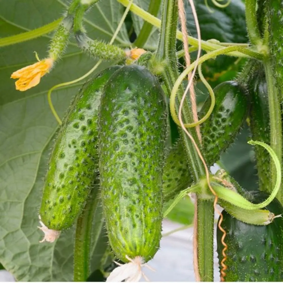 Насіння огірка Артист F1, 10шт, Bejo, Голландія, насіння Садиба Центр 2