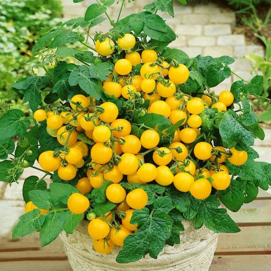 Насіння томату Балконі Єлоу F1, 20шт, Satimex, Німеччина, насіння Садиба Центр Традиція 2