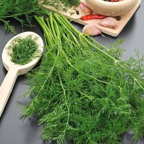 Насіння кропу Мамонт, 10г, Satimex, Німеччина, насіння Садиба Центр 2