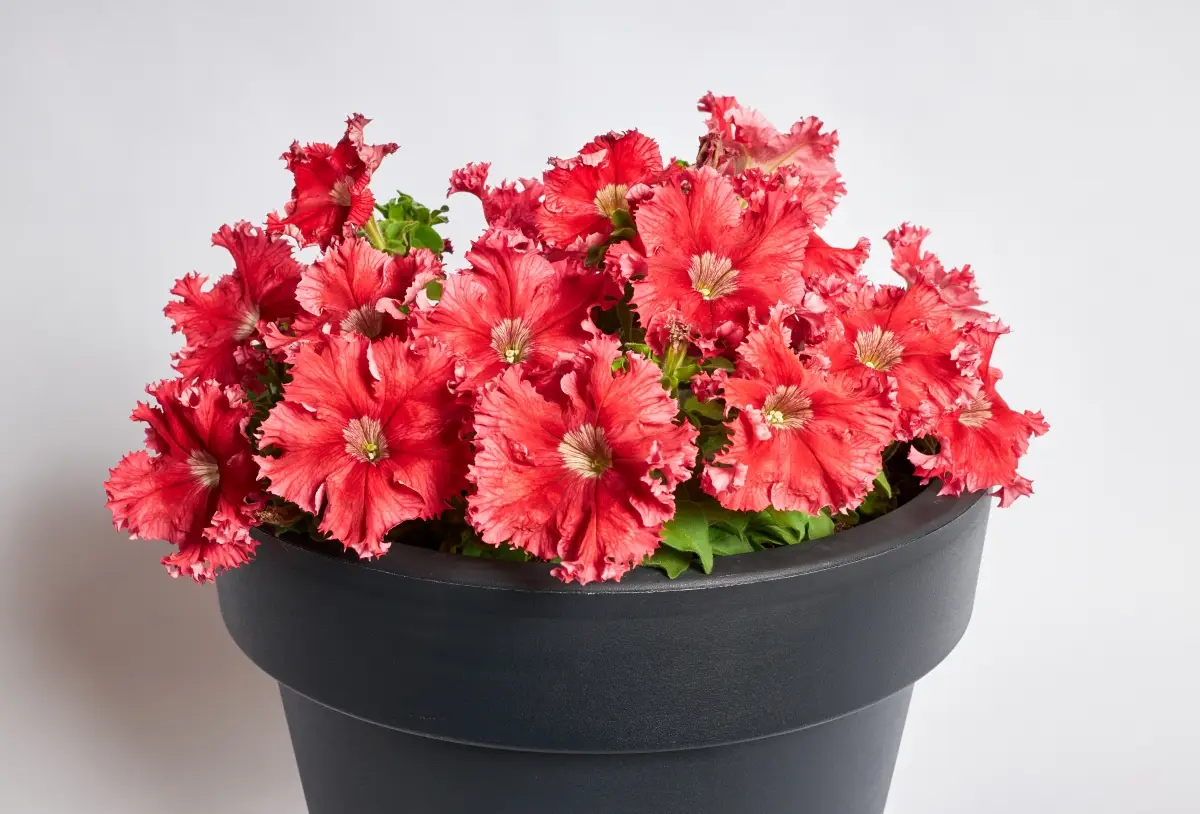 Насіння петунії Афродіта F1 червона, 20шт, Cerny, Чехія, Професійне насіння 2