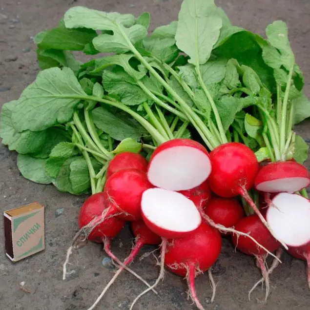 Насіння редьки Глорієт, 3г, Sakata, Японія, Beste Kern 2