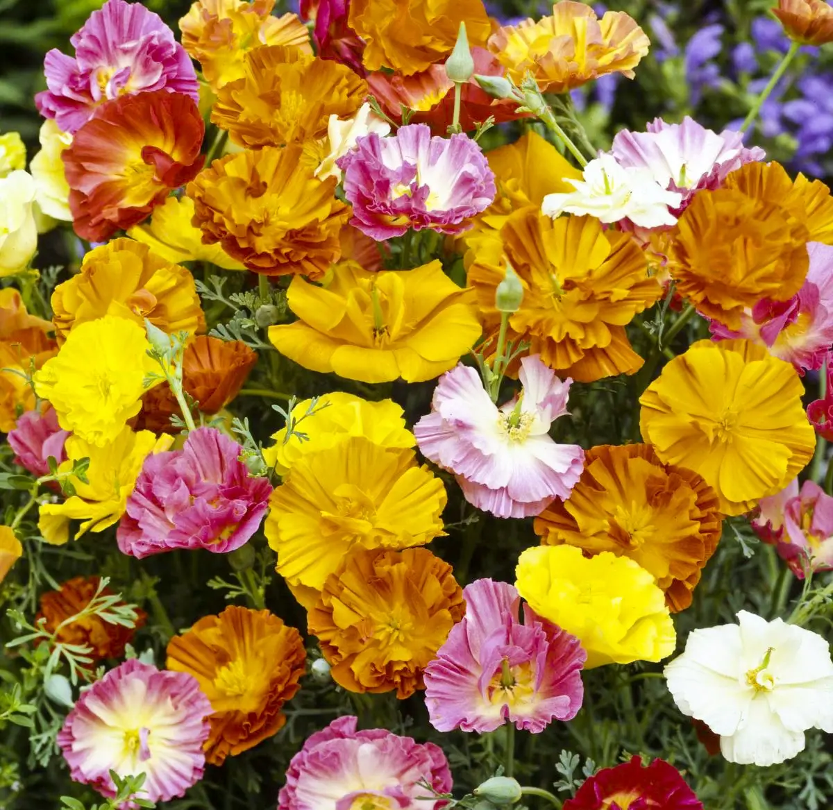Насіння эшшольції махрової Балерина суміш, 0.2 м, Hem, Голландія, Насіння квітів Pro seeds 2