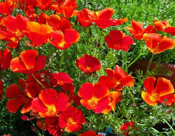 Насіння ешшольціі гофровані Троянда, 0.1 г, Hem Zaden BV, Леда Агро 3