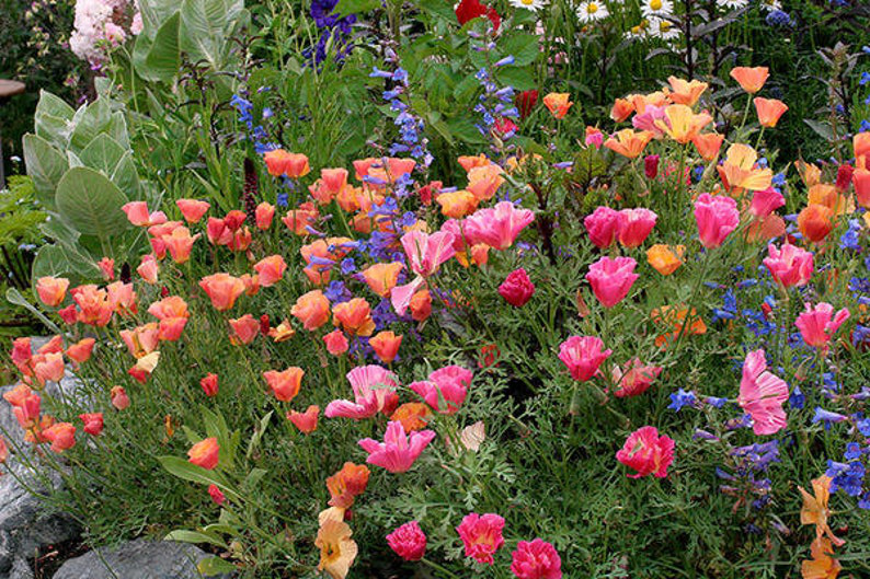 Насіння ешшольціі гофровані Троянда, 0.1 г, Hem Zaden BV, Леда Агро 2