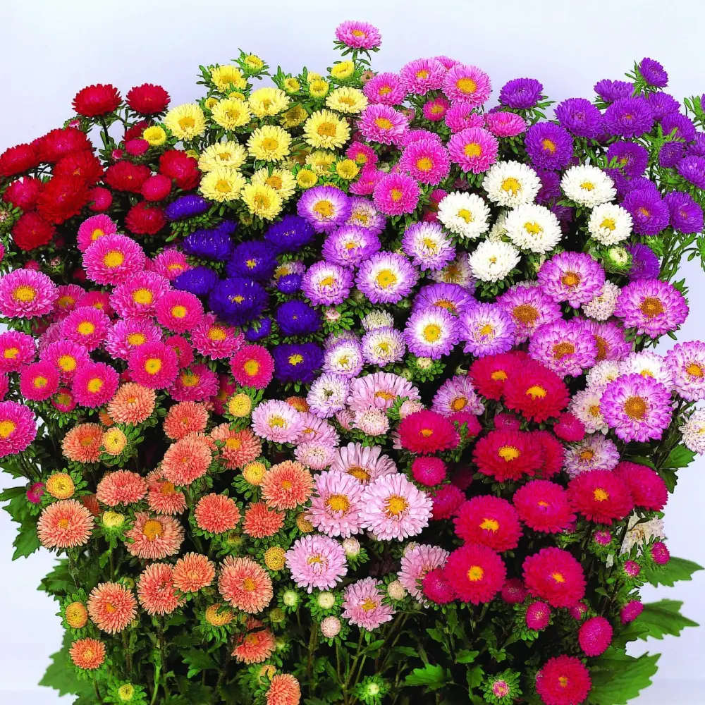 Семена айстры Баронеса, смесь, 0.3г, W.Legutko, Польща, Професійне насіння 2