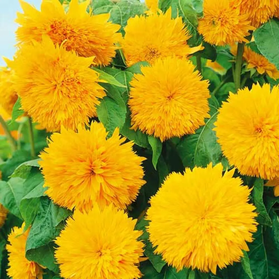 Насіння соняшника Ведмежа, 1г, Hem, Голландія, Насіння квітів Pro seeds 2