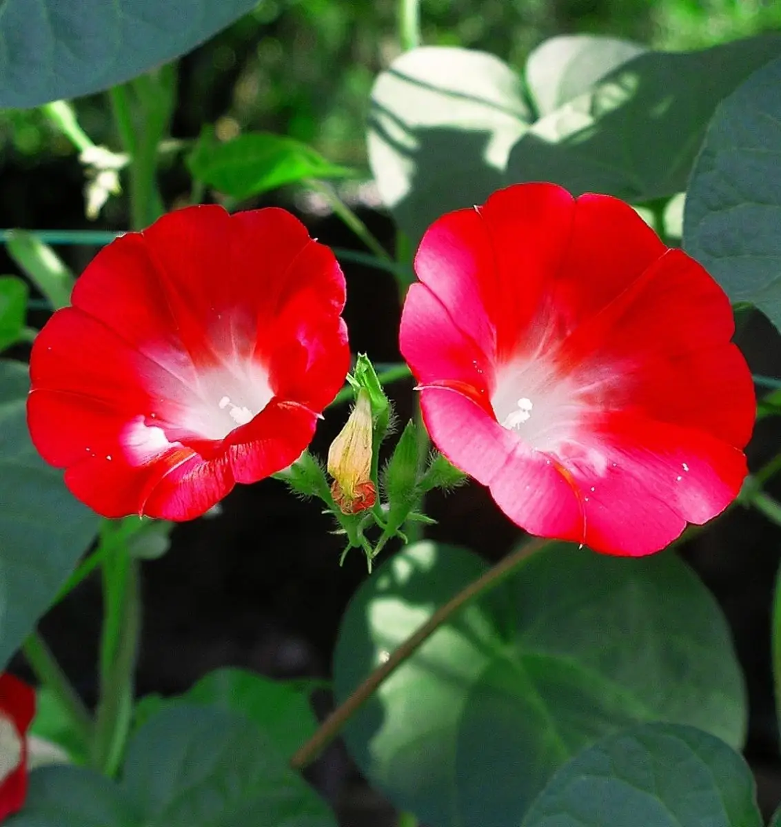 Семена ипомеи Скарлет О'Хара, 1г, Hem, Голландия, Професійне насіння 2