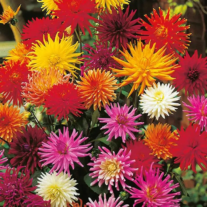 Семена георгины Звездный Карнавал, 0.2г, Hem, Голландия, Професійне насіння 2