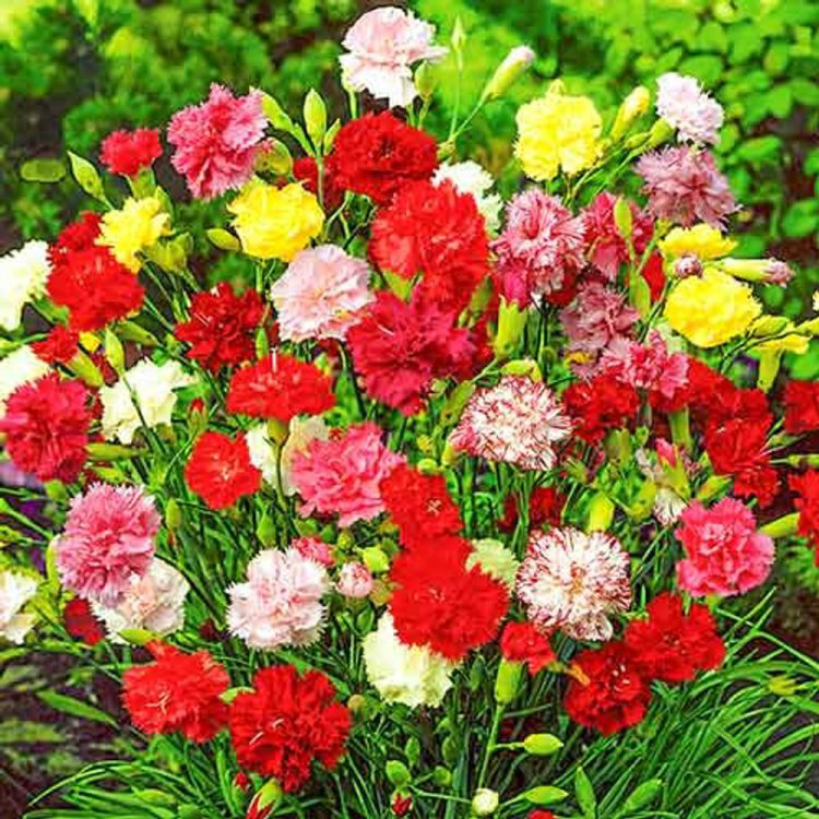 Насіння гвоздики садової махрової Гренадін суміш, 0.2 г, Hem, Голландія, Професійне насіння 2