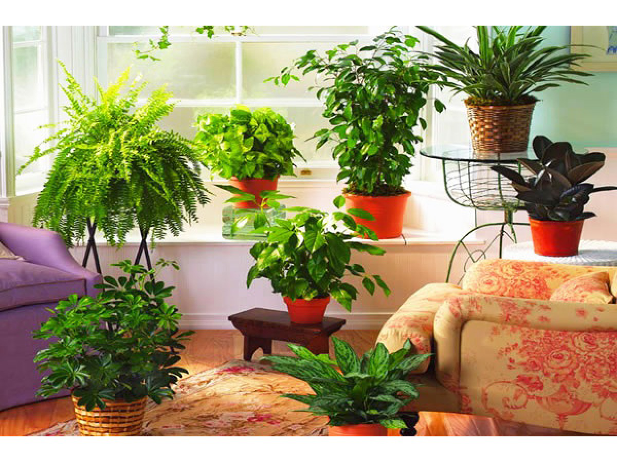 Комплексне мінеральне добриво Agrecol для зелених рослин NPK 8.3.6, 500 мл (30554) 3