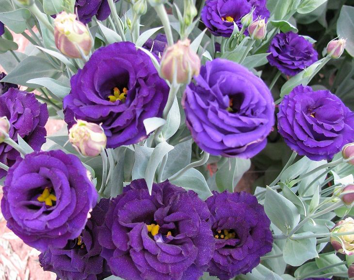 Насіння еустоми Супер Меджик F1, блакитна, 5 шт, Takii, Голландія, Леда Агро 2