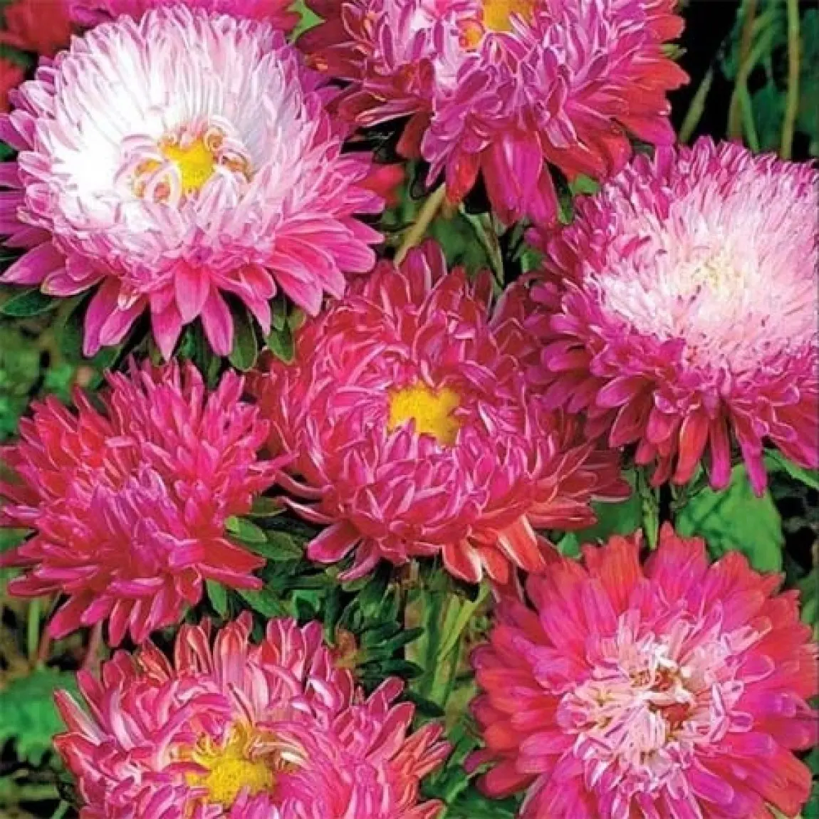 Насіння айстри Дюшес Кримсон, піоновідние, 0.2г, насіння Леда Агро 3